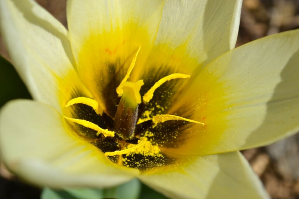 More Spring Flowers in Alberta Alberta Home Gardening